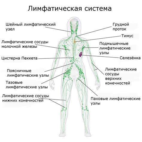 Определение и роль лимфоузлов в организме