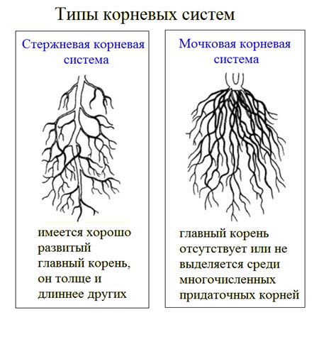 Определение основных признаков повреждений стеблей червями