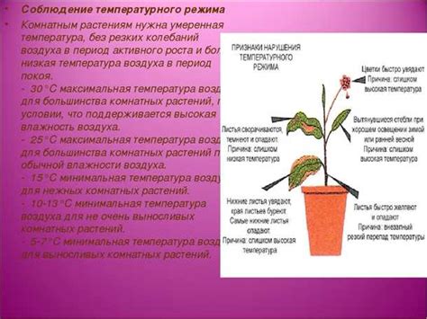 Оптимальные условия влажности для поддержания свежести рукколы