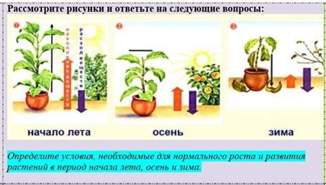 Оптимальные условия для развития плодов в контейнере для фруктов