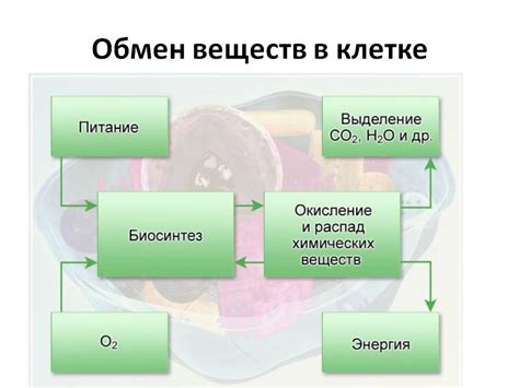 Оптимизация энергетического обмена у животного организма