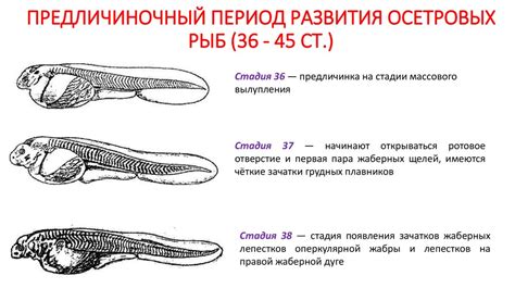 Организация оптимальных параметров для развития осетровых рыб