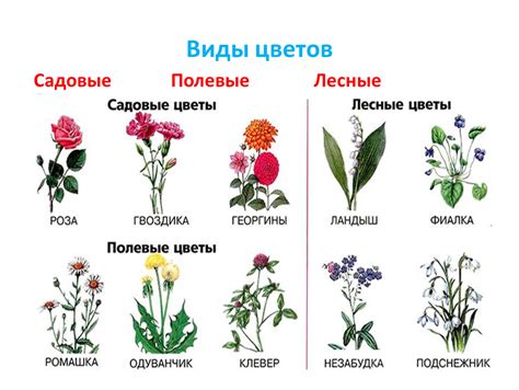 Оригинальное использование растений и цветов