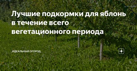 Орошение и полив в течение вегетационного периода