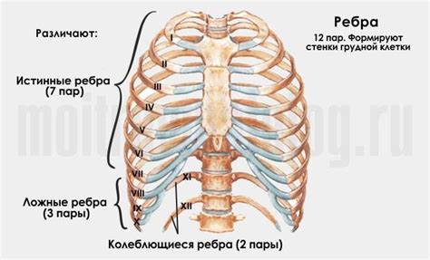 Основные признаки разорванной структуры ребра: понимание симптомов и их перечень