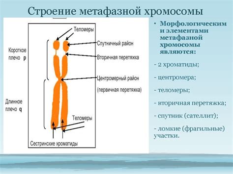 Основные разнообразия структуры хромосом