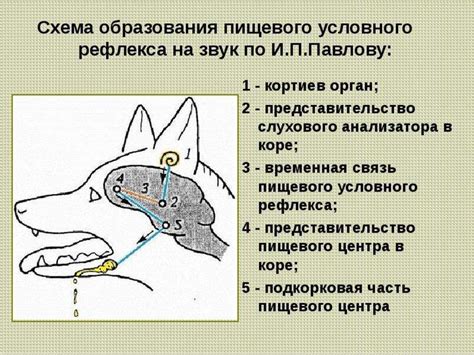 Основные факторы, вызывающие активацию слюноотделительного рефлекса