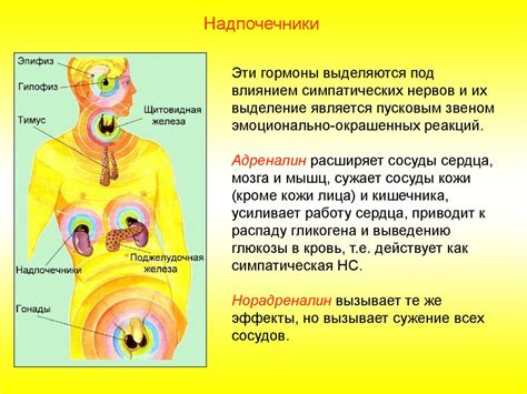 Основные функции и расстройства эндокринной системы у мужчин