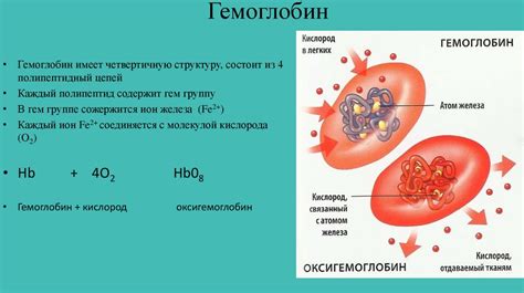 Основные характеристики и функции гемоглобина