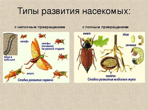 Основные этапы ликвидации насекомых и удаления жилища внутри помещения