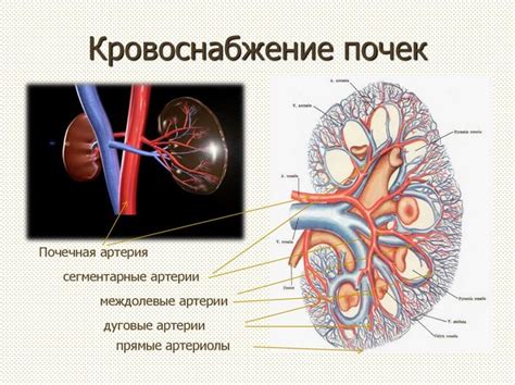 Особенности анатомии и функционирования круга Виллизи