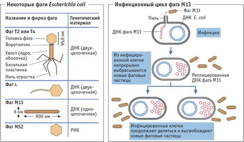 Особенности взаимодействия фага E. coli с патогенными микроорганизмами