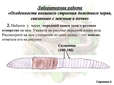 Особенности внешнего строения края лепестка