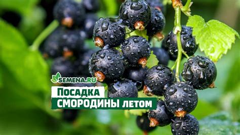 Особенности восхитительного карамелизирования смородины