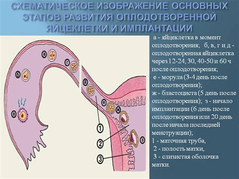 Особенности гадючьей овуляции и оплодотворения