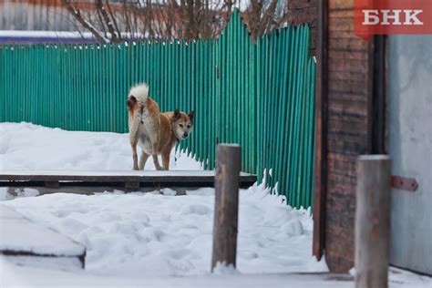 Особенности кормления домашнего питомца после переселения в новое место обитания