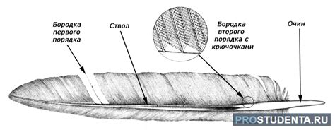 Особенности оперения и хвоста