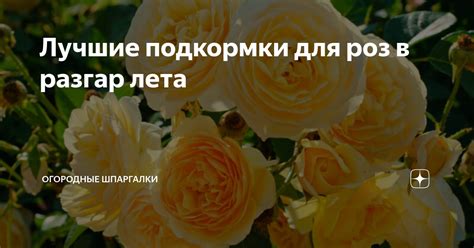 Особенности подкормки иерихонской розы для ее здорового роста