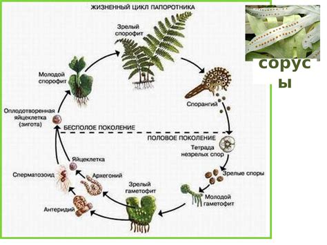 Особенности спорофита: структура и функции