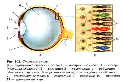 Особенности строения области без зрительного восприятия в глазе