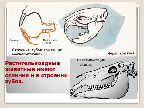 Отличия в строении головы и клюва