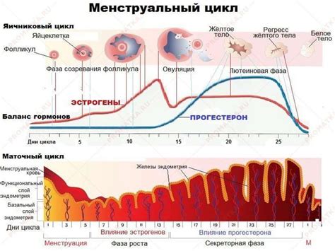 Отсутствие овуляции при наличии мультифолликулярных яичников