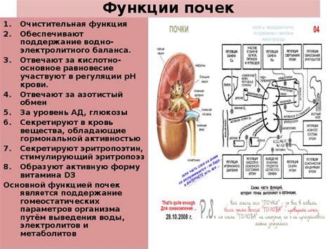 Очистительная функция мокроты