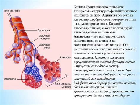 Патогенез очагового скопления плотности в тканях легких