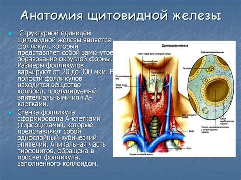 Патологии щитовидной железы и других органов