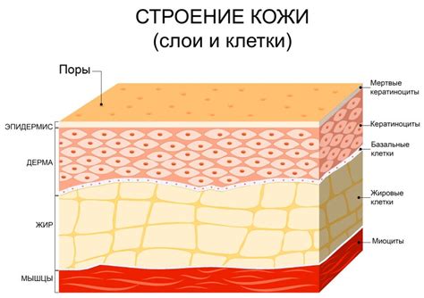 Питание и состояние кожи лица: связь с брылями