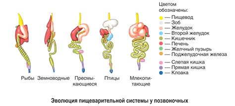 Плавный переход на питание животного происхождения: как обеспечить здоровье пищеварительной системы