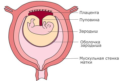 Поверхностная структура плода