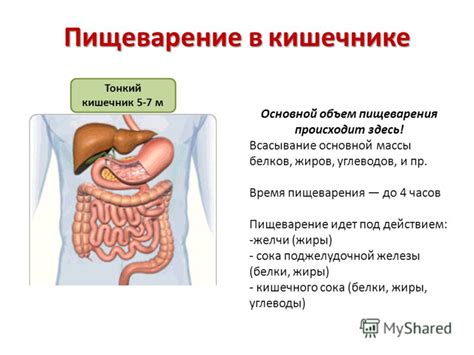 Повреждение кишечника и нарушение пищеварения