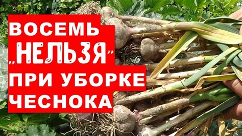 Подготовка и упаковка чеснока для долгосрочного хранения