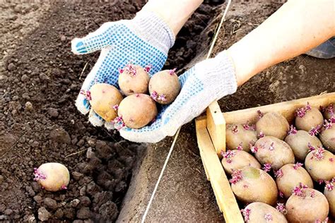 Подготовка к процессу: выбор картофеля и подготовка жаровни