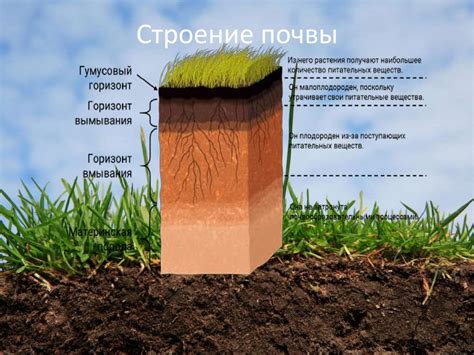 Подготовка почвы и подложки