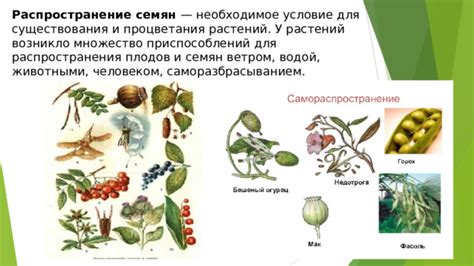 Поддержание здоровья и процветания полученных гибридных растений