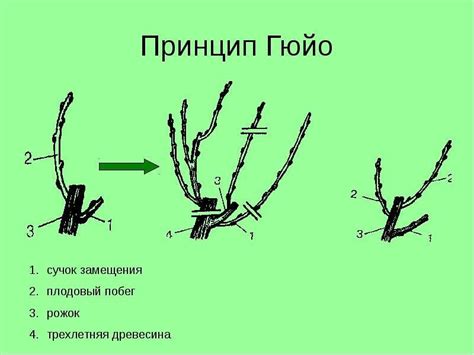 Поддержка ветвей гусмании: методы подвязки и обрезки