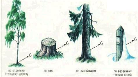 Поиск подходящего способа обезвреживания рапана