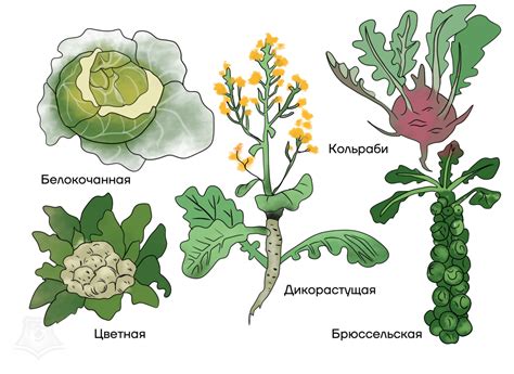 Полезные советы по уходу за конструкцией и выращиванию растений в собственной оранжерее