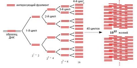 Полимеразная цепная реакция: основы и применение