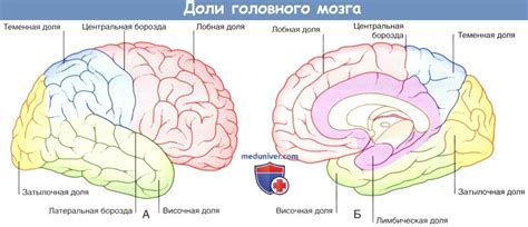 Понятие о третичности височной области мозга