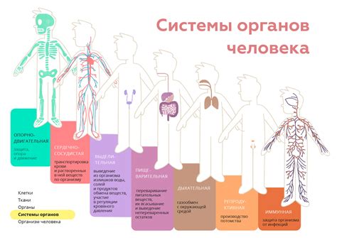 Последствия для органов и систем организма