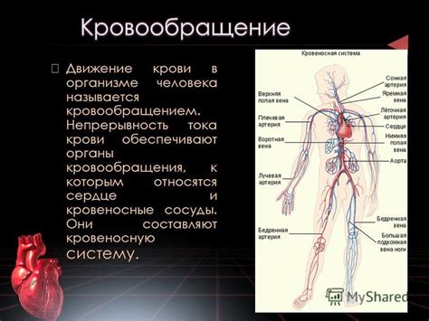 Последствия попадания воздуха в кровеносную систему