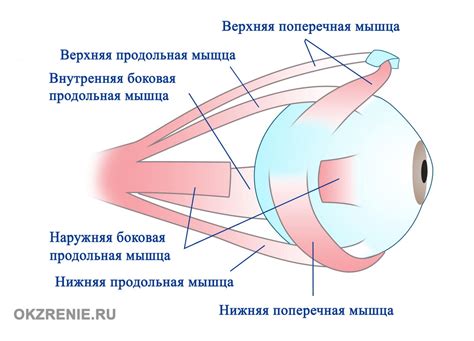 Постарайтесь расслабить глазные мышцы для более легкого снятия линзы