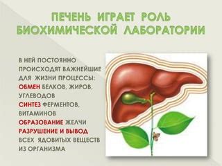 Потенциальные негативные последствия стагнации желчи для организма