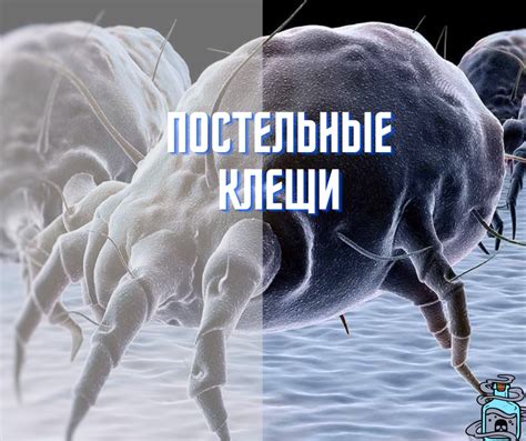 Почему необходимо бороться с паразитами, наносящими ущерб стеблям люпина