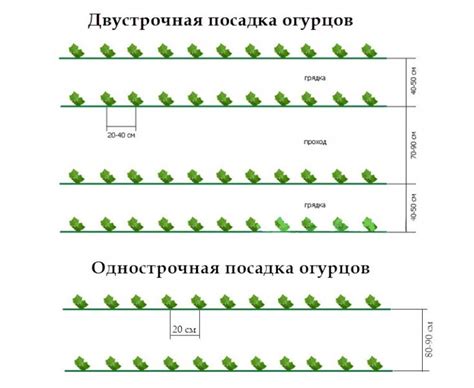 Правила посадки и размещения рассады