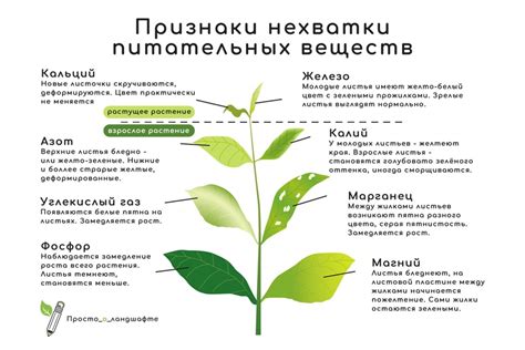 Правильное удобрение: эффективная профилактика нехватки питательных веществ