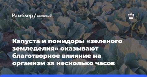 Преимущества и благотворное влияние растворимого цикория на организм